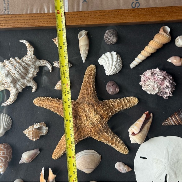 🐚 Framed Shadow Box Seashell and Starfish Collection - Picture 4 of 6